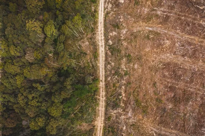 Desmatamento recua pela metade na Amazônia e sobe 43 no Cerrado AJN1