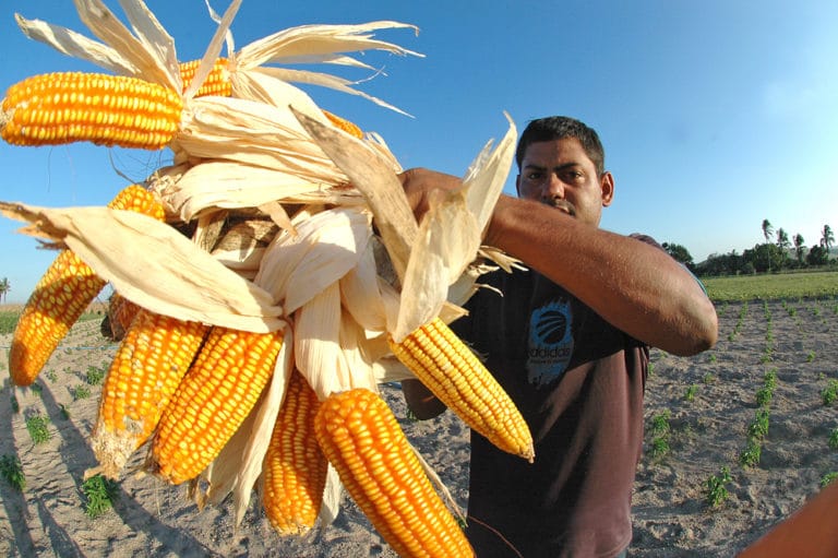 Agricultores têm até amanhã cadastro no Garantia Safra