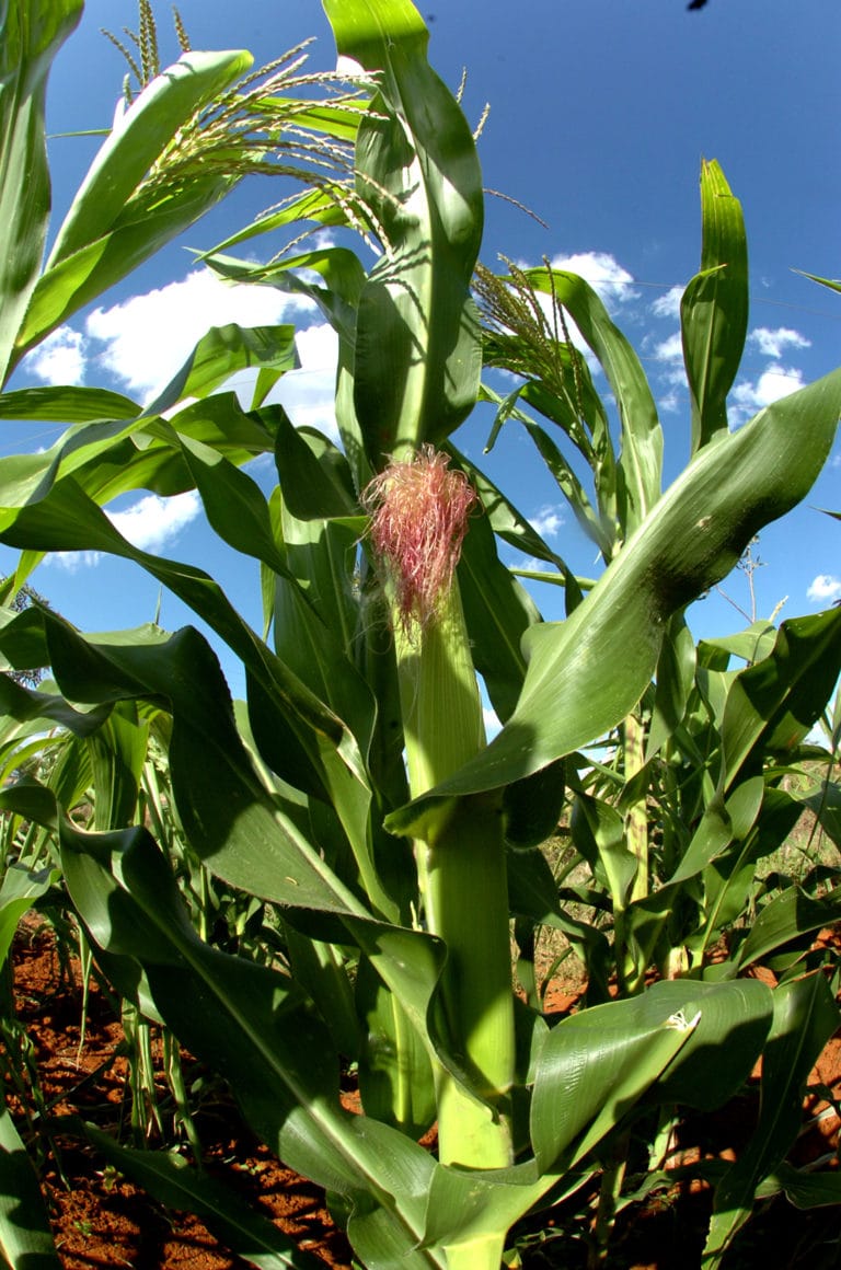 Pesquisa busca melhorar sistema de produção de milho em Sergipe