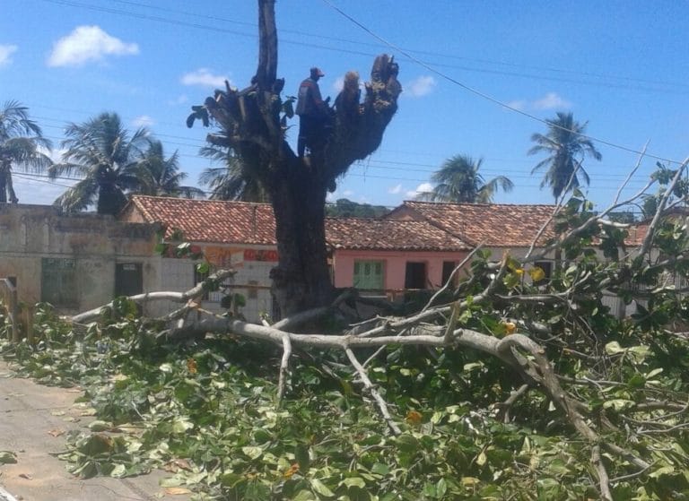 Justiça proíbe Prefeitura de Santo Amaro de podar e retirar árvores na área urbana