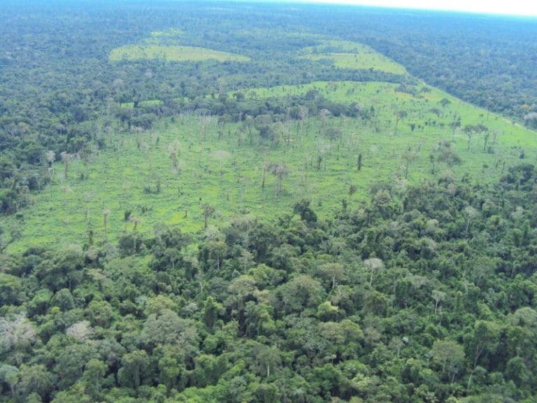 Ibama realiza ações para comemorar Dia do Meio Ambiente