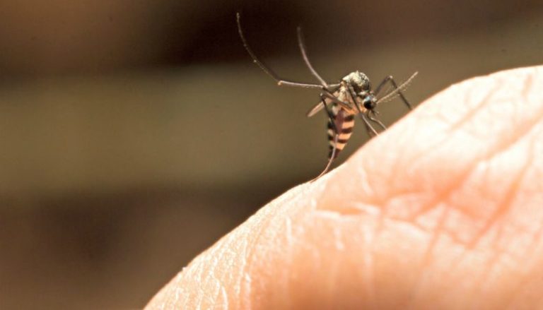 MS não confirma caso de febre amarela urbana