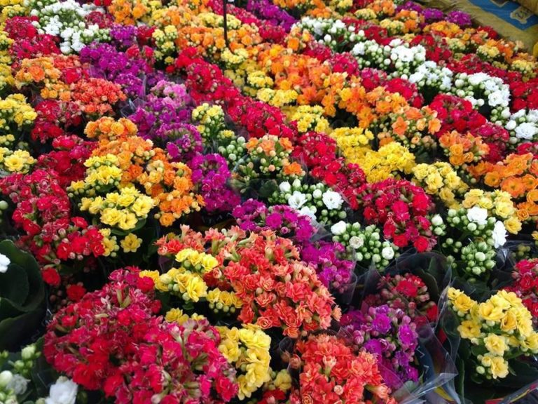 Aracaju recebe Festival das Flores de Holambra