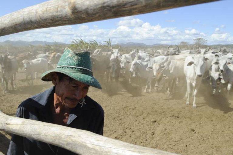 Brasil é considerado área livre da febre aftosa com vacinação