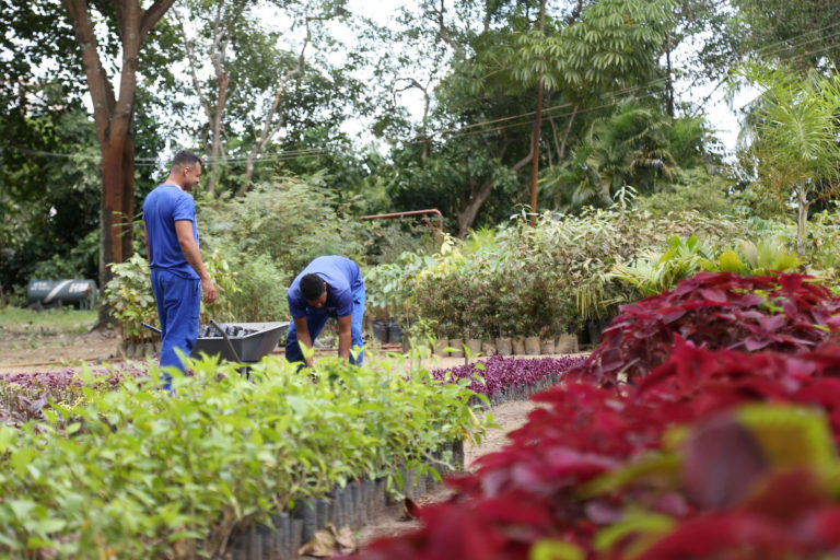 Apenados participam de projeto no horto da Sementeira