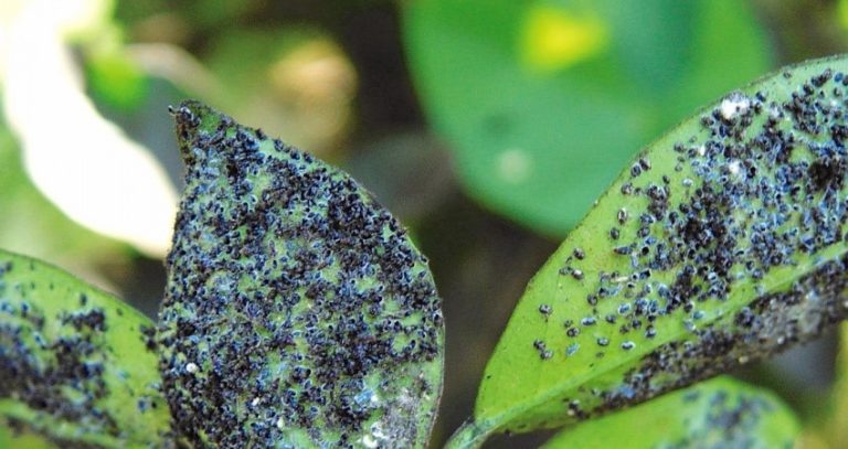 ITP desenvolve bioinseticida para combater a mosca negra