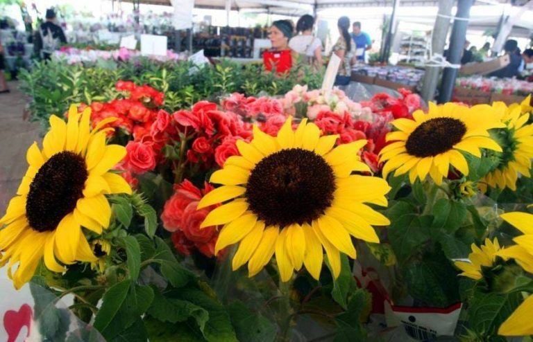 Festival de Holambra acontece na capital até o dia 18