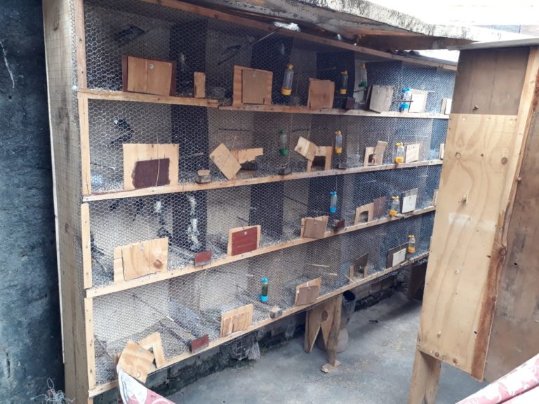 PC fecha cativeiro de aves silvestres em Umbaúba