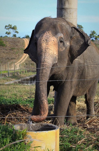 Resgate da elefante Rana prevê 4 dias de adaptação