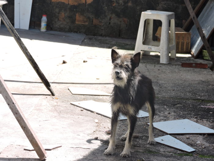 Sema intensifica fiscalização contra maus-tratos em animais