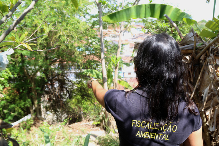 Corte de árvore depende de autorização ambiental