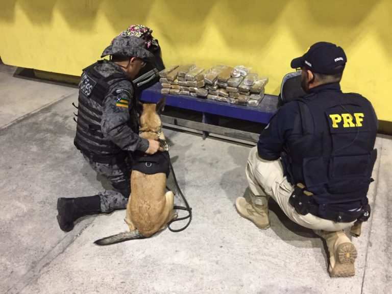 PRF e PM apreendem mais de 26 kg de maconha