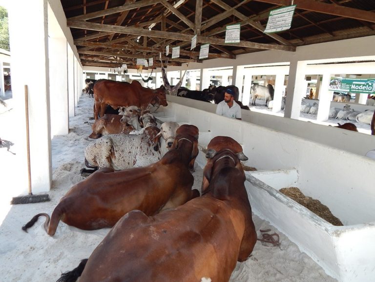 Feira Agropecuária começa nesta terça-feira, 19