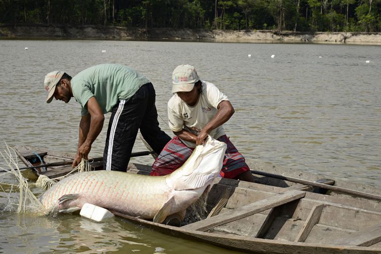 Pesquisa indica peixes que podem ser consumidos