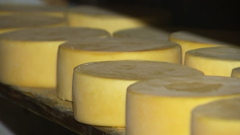 Lei que regulamenta queijo artesanal será sancionada hoje