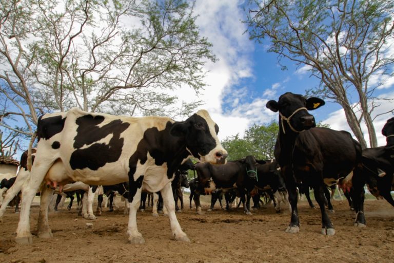 Vacinação contra aftosa segue até o dia 31