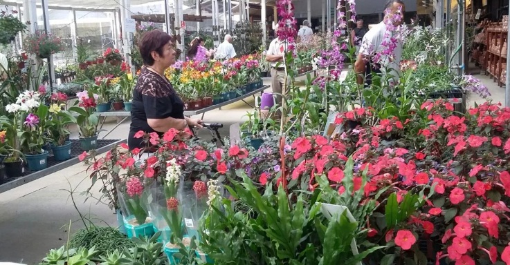 Mostra de orquídeas e plantas acontece em Aracaju