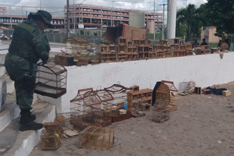 PM apreende 92 aves silvestres em Lagarto