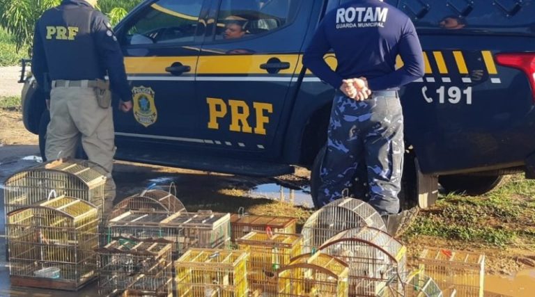PRF apreende pássaros silvestres na BR 101