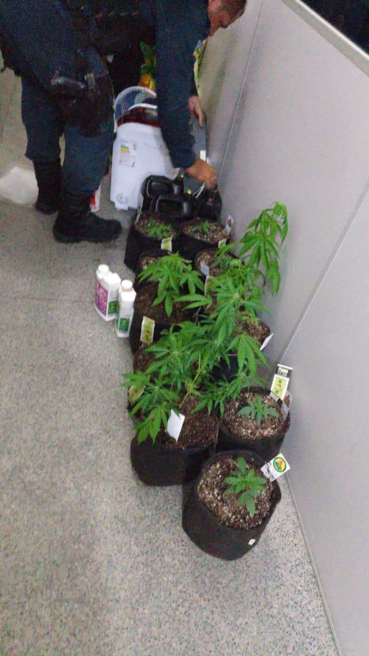 Dupla é presa por cultivar e vender maconha em Aracaju