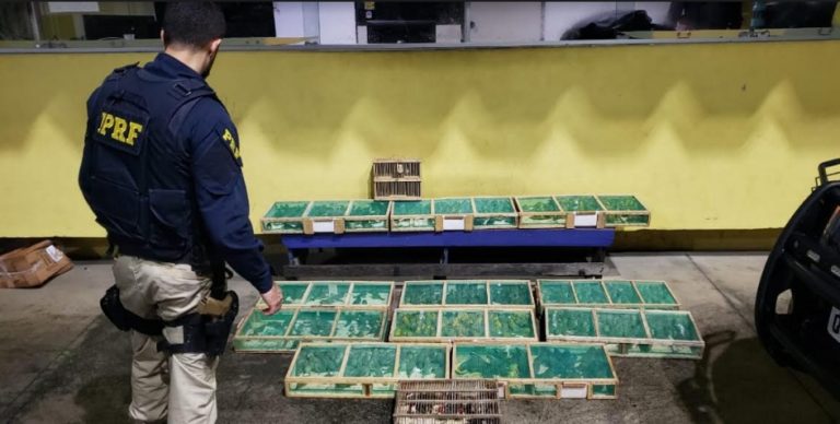 PRF detém homem com mais de 700 aves silvestres