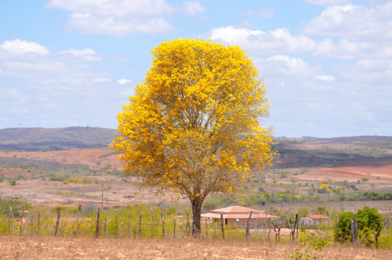 Primavera começa hoje com temperatura amena