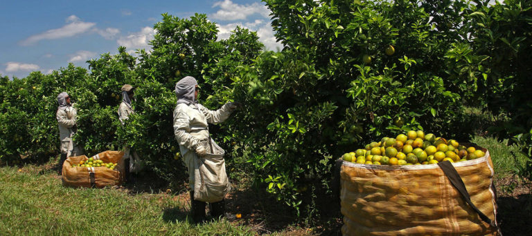 Citricultura em Sergipe passa por crise severa, diz associação