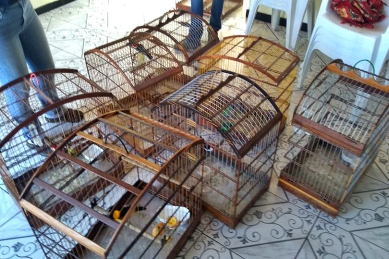 PM identifica cativeiro ilegal de aves no Conjunto Bugio