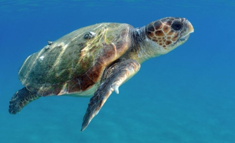 Tartarugas marinhas são devolvidas ao mar