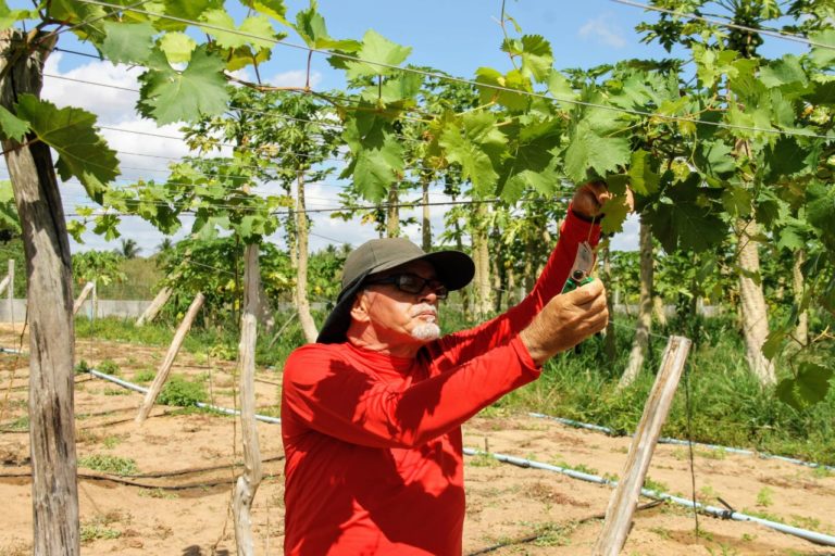 Cultivo da uva se expande em perímetro irrigado de Lagarto