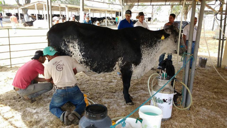 Pesquisa indica novo mercado para leite de gado