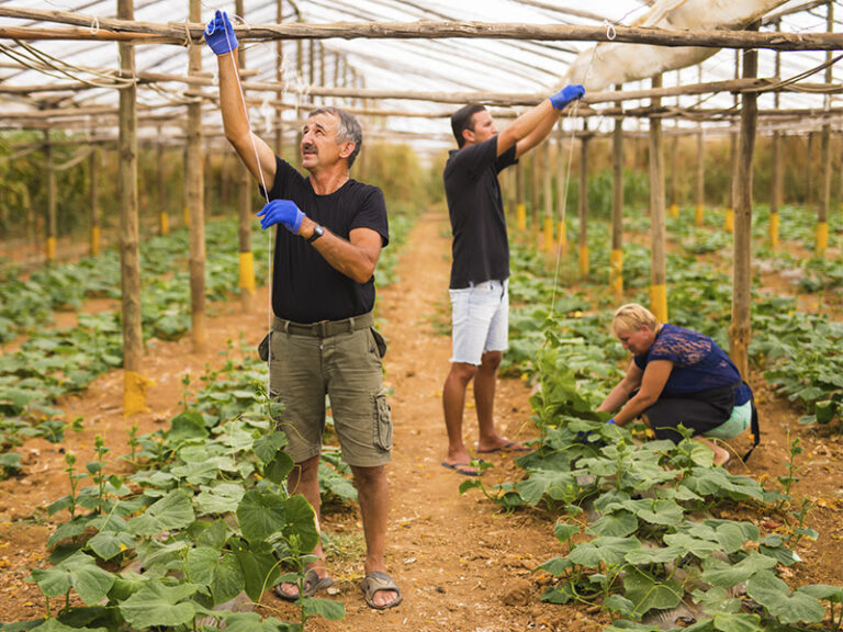 IFS lança edital para compra de alimentos da agricultura familiar