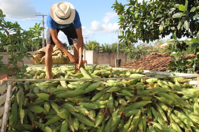 Produção de milho deve superar 2,4 mi de espigas em em Sergipe