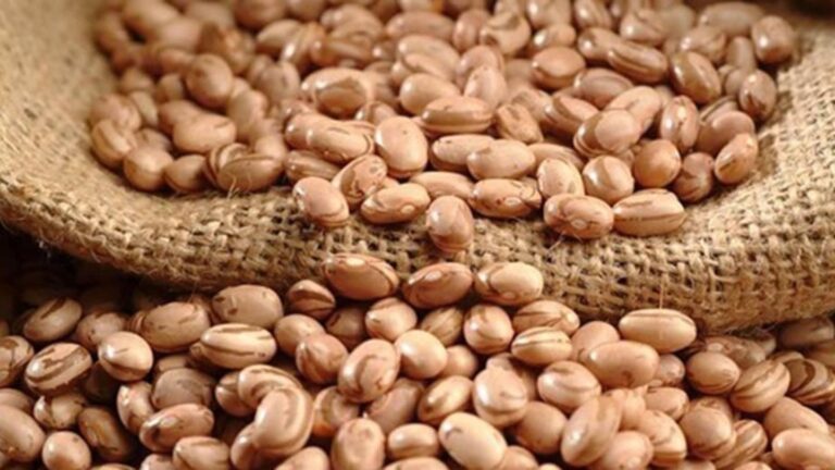 Com 3.744 toneladas, Sergipe tem aumento de 15,8% na produção anual do feijão