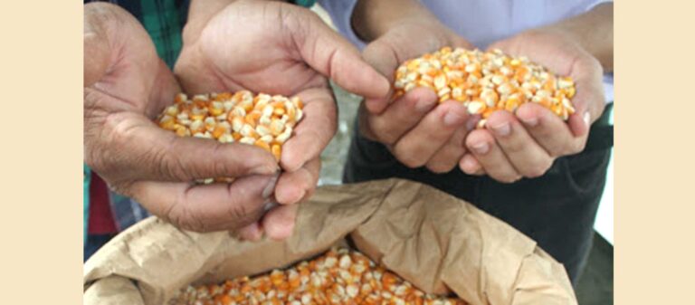 Seagri inicia distribuição de sementes para agricultores