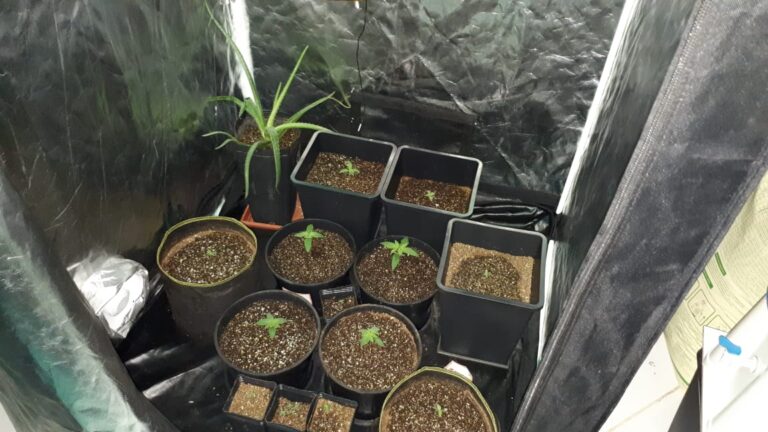 PM prende homem que cultivava maconha em imóvel no Santa Lúcia
