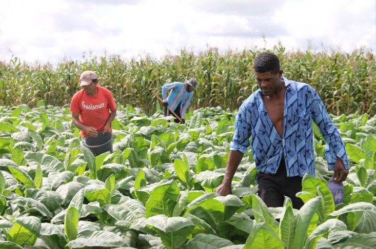 Agricultores familiares já podem se inscrever no Garantia-Safra 2020-2021