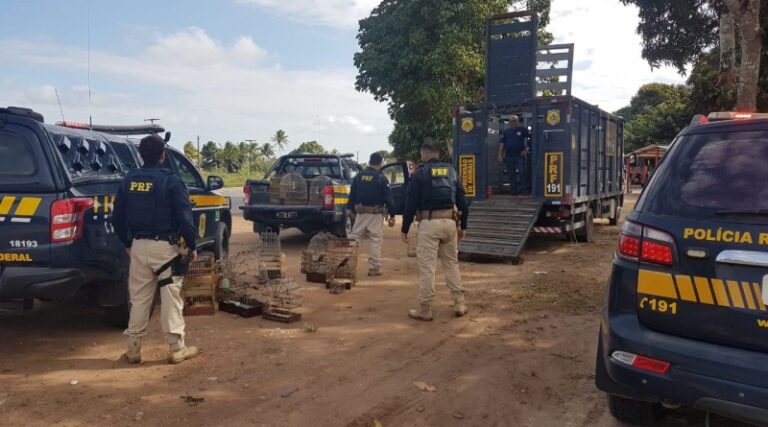 PRF resgata mais de 100 animais silvestres em Sergipe