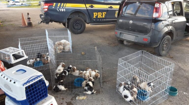 PRF resgata mais de 20 cãezinhos transportados inadequadamente em veículo