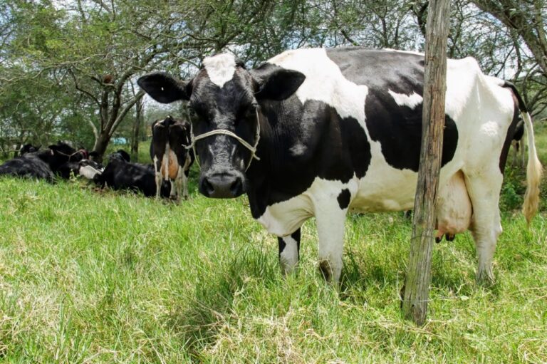 Segunda etapa da vacinação contra aftosa acontece em novembro