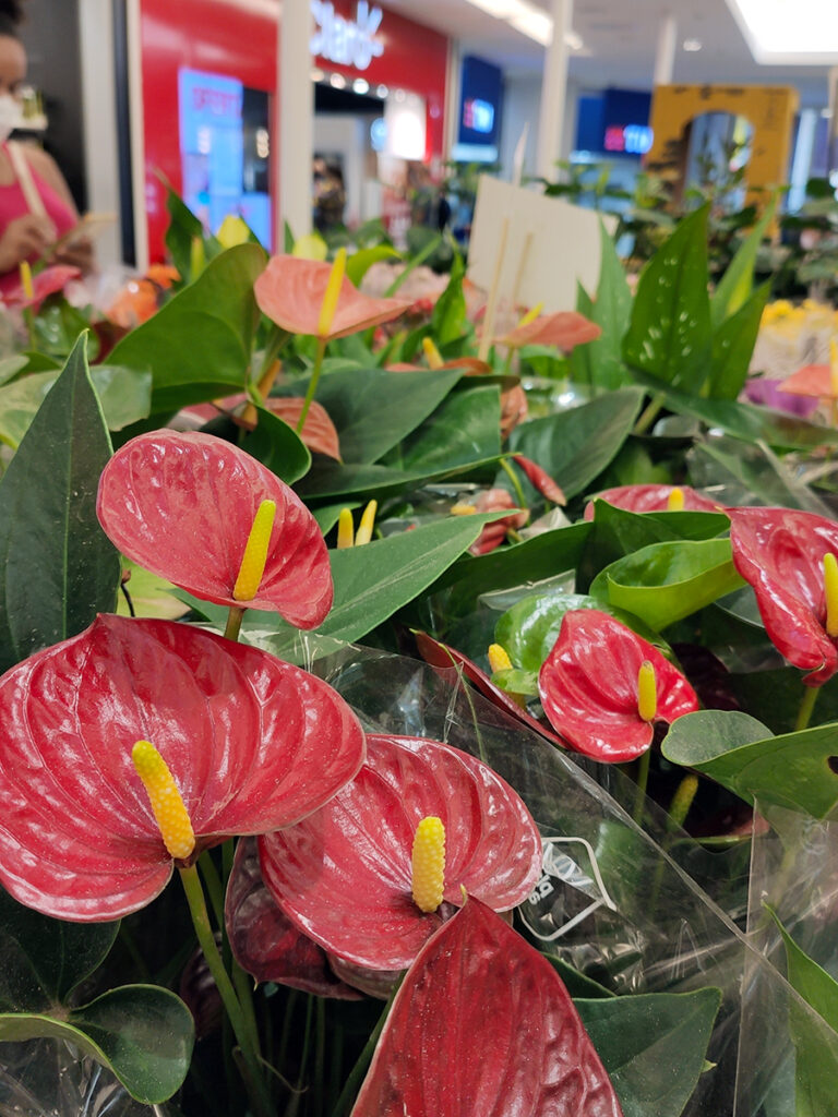 Feira das Flores de Holambra chega ao Ferreira Costa na próxima terça-feira, 30