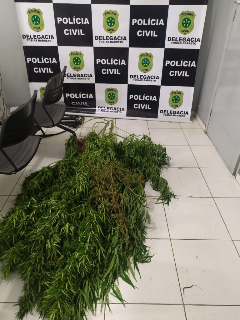 Operação conjunta entre PM e PC apreende ‘pés’ de maconha em Tobias Barreto