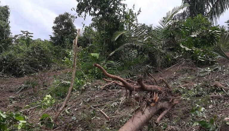 Operação Mata Atlântica em Pé flagra desmatamento em Sergipe