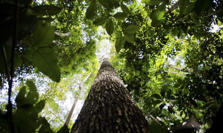 COP15 chega a acordo histórico para a biodiversidade