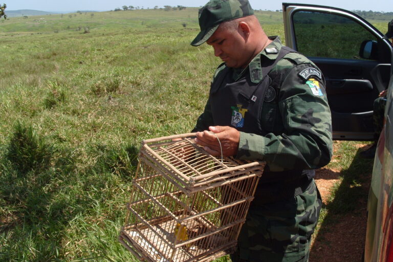 Manter animais silvestres em cativeiro sem autorização é crime