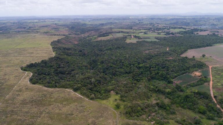 Mata do Cipó, entre Siriri e Capela, receberá 3 mil mudas de espécies nativas
