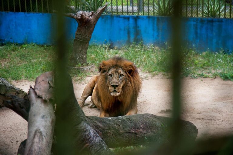 Zoológico reabrirá com educação ambiental e visitação assistida
