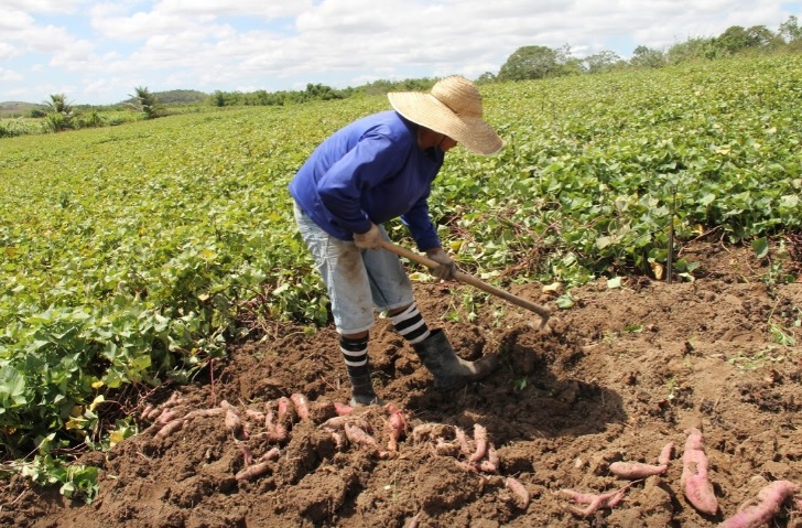 Sergipe é o maior produtor de batata-doce do Nordeste