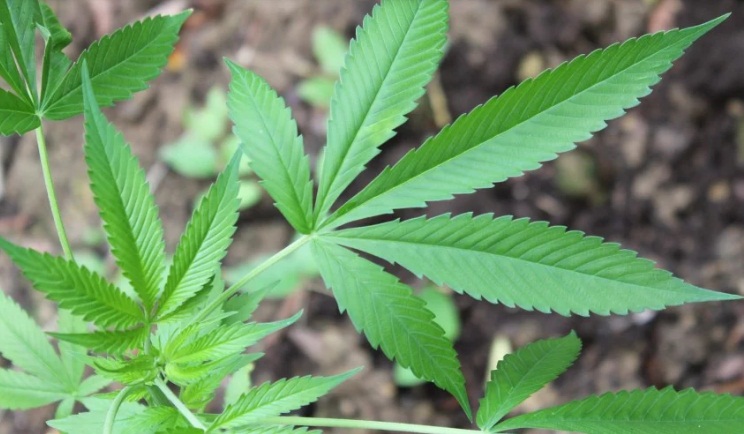 Nova Jersey e Arizona aprovam legalização de maconha para recreação