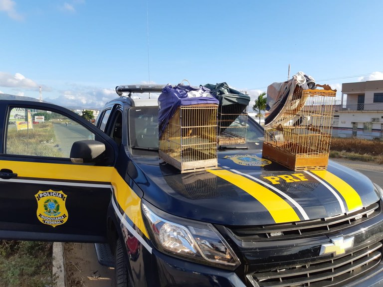 Pássaros silvestres são apreendidos pela PRF na BR-235